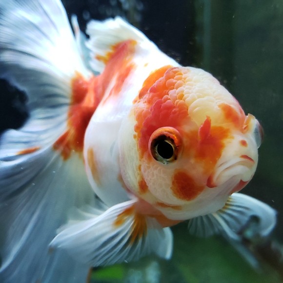 Meet your Posher, Carrie - Picture 1 of 1